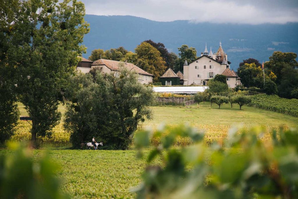 Les vignoble genevois au pied des montagnes du Jura. crédit photo : Clara Ferrand - blog Wildroad