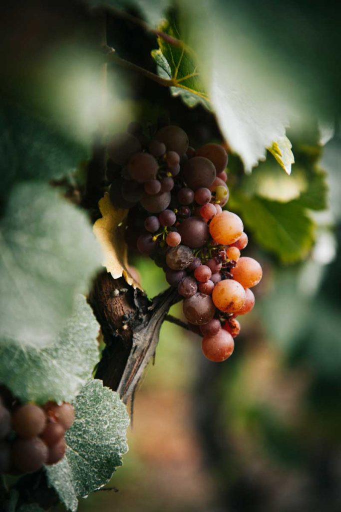 Visiter les vignobles genevois en Vélo électrique. crédit photo : Clara Ferrand - blog Wildroad