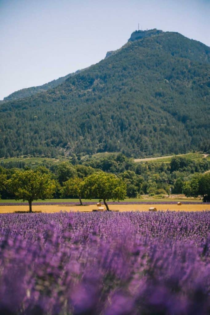 Un itinéraire à VTT pour découvrir les champs de lavande de la Drôme. crédit photo : Clara Ferrand - blog Wildroad