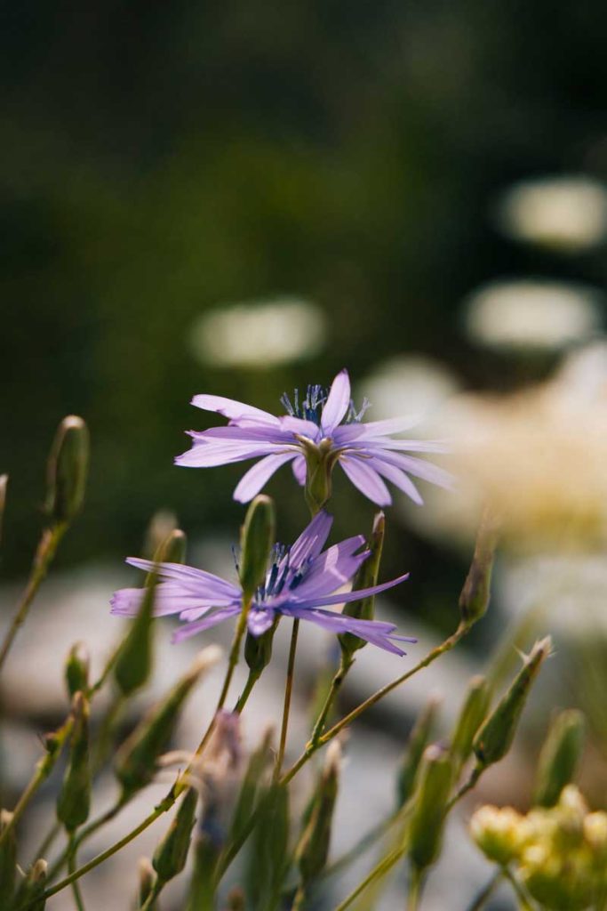 La faune de la vallée du Lot. crédit photo : Clara Ferrand - blog Wildroad