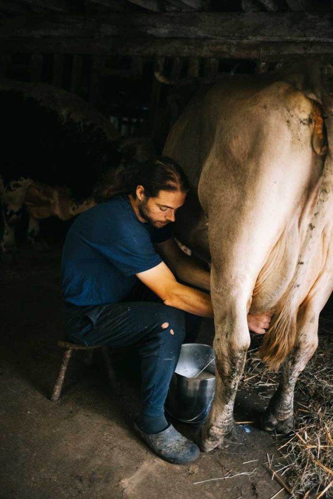 Clément qui trait ses vaches à la ferme de Beausoleil. crédit photo : Clara FERRAND - blog Wildroad