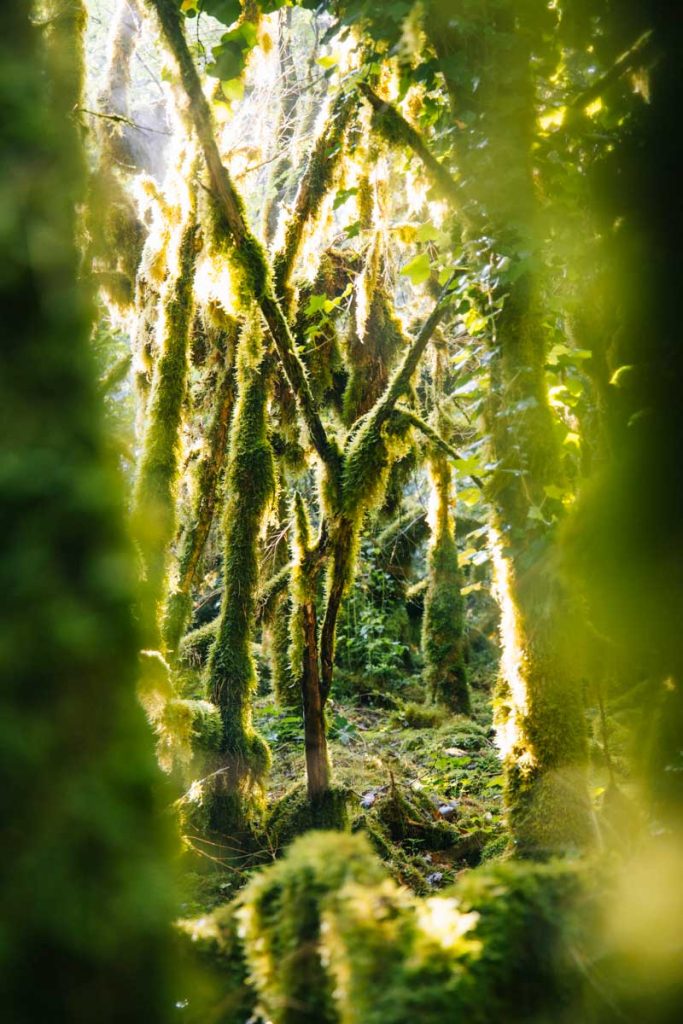 Les mousses qui recouvrent les arbres dans la forêt de la vallée du Lot. crédit photo : Clara FERRAND - blog Wildroad