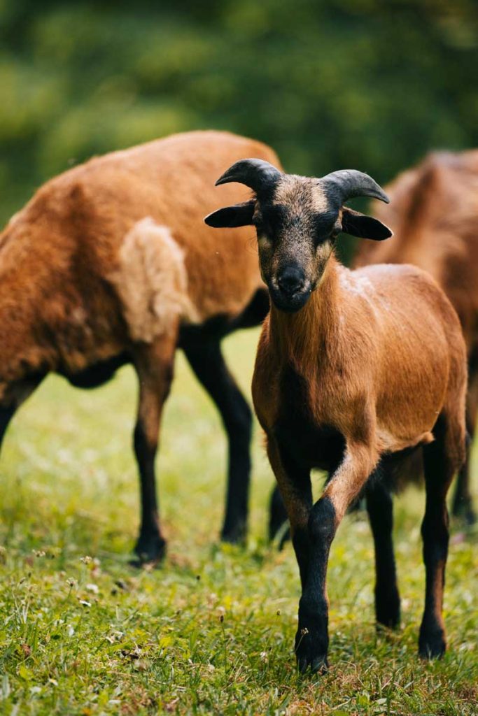 Les moutons du Cameroun du parc du Domaine de vieillecour. crédit photo : Clara Ferrand - blog Wildroad