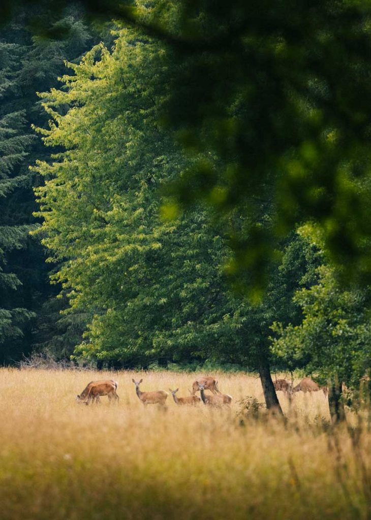 Observer les biches et les cerfs dans le PNR Périgord Limousin. crédit photo : Clara Ferrand - blog Wildroad