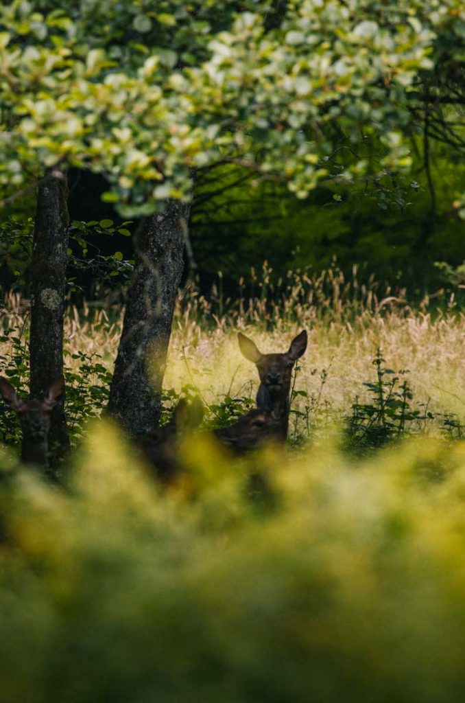 La faune du Périgord Vert : observation de biches et de cerf au domaine de Vieillecour. crédit photo : Clara Ferrand - blog Wildroad