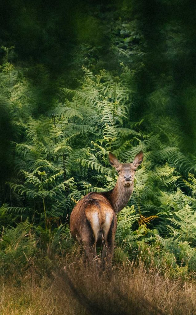 Les cervidés observée en liberté dans le PNR Périgord Limousin. crédit photo : Clara FERRAND - blog Wildroad