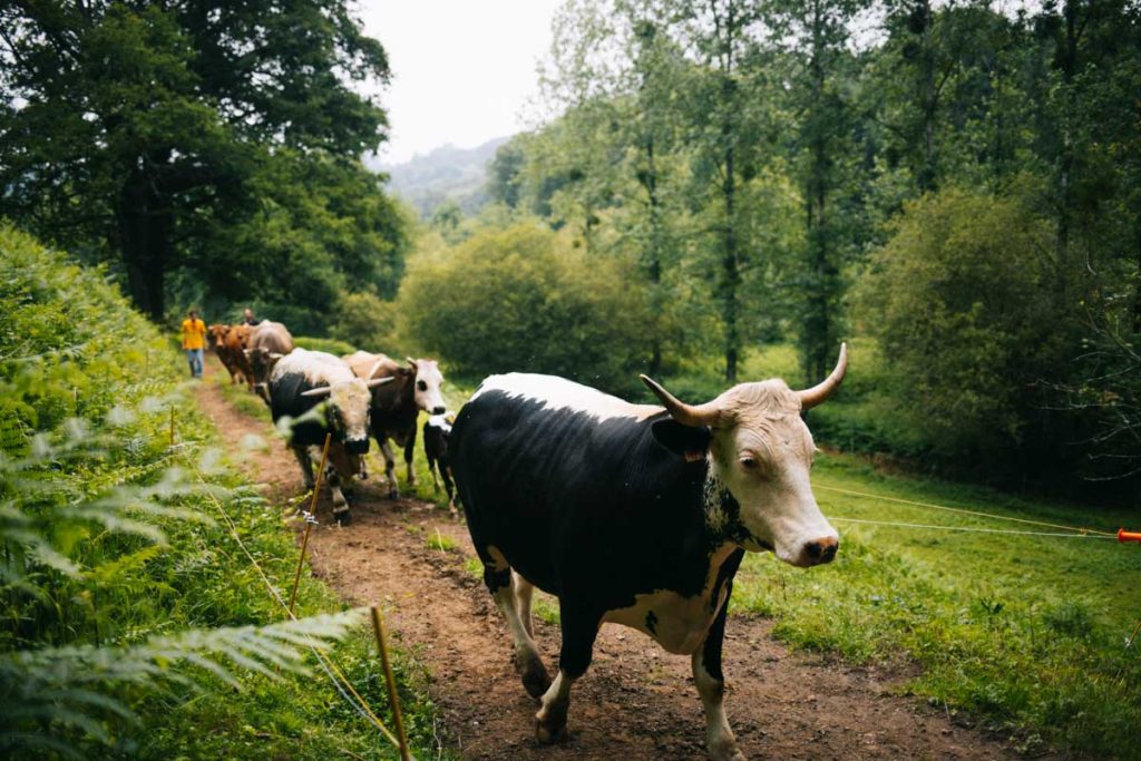 Les vaches de la ferme de Beausoleil. crédit photo : Clara FERRAND - blog Wildroad