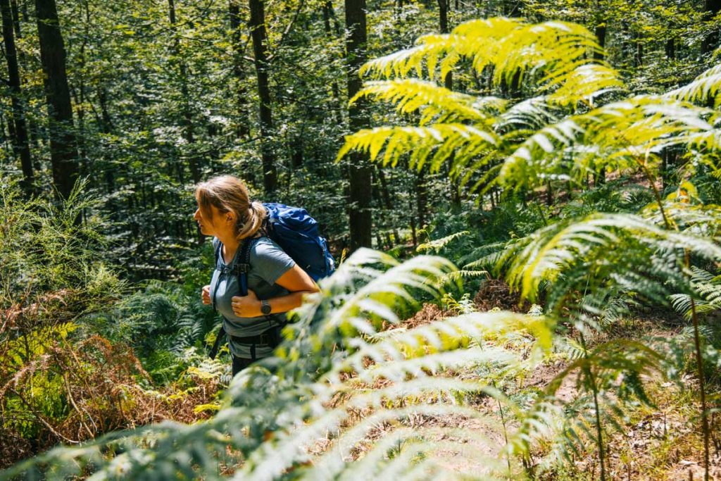Comment éviter les morsures de tiques en randonnant dans le massif des vosges en été ? crédit photo : Clara Ferrand - blog Wildroad
