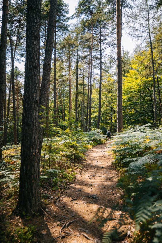 Se prémunir des tiques dans le massif des Vosges. crédit photo : Clara Ferrand - blog WIldroad