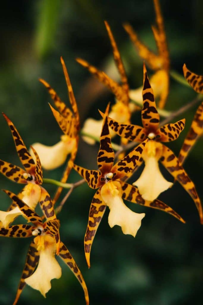 Visiter Jersey et l'incontournables orchid fondation qui présente des espèce rares d'orchidées. crédit photo : Clara Ferrand - blog Wildroad