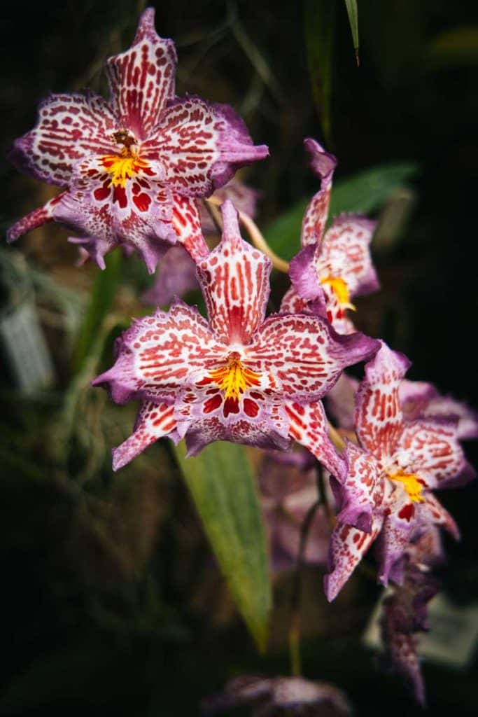 Une espèce hybride d'orchidee à la fondation éric Young, un des incontournables de l'île de Jersey. crédit photo : Clara Ferrand - blog Wildroad