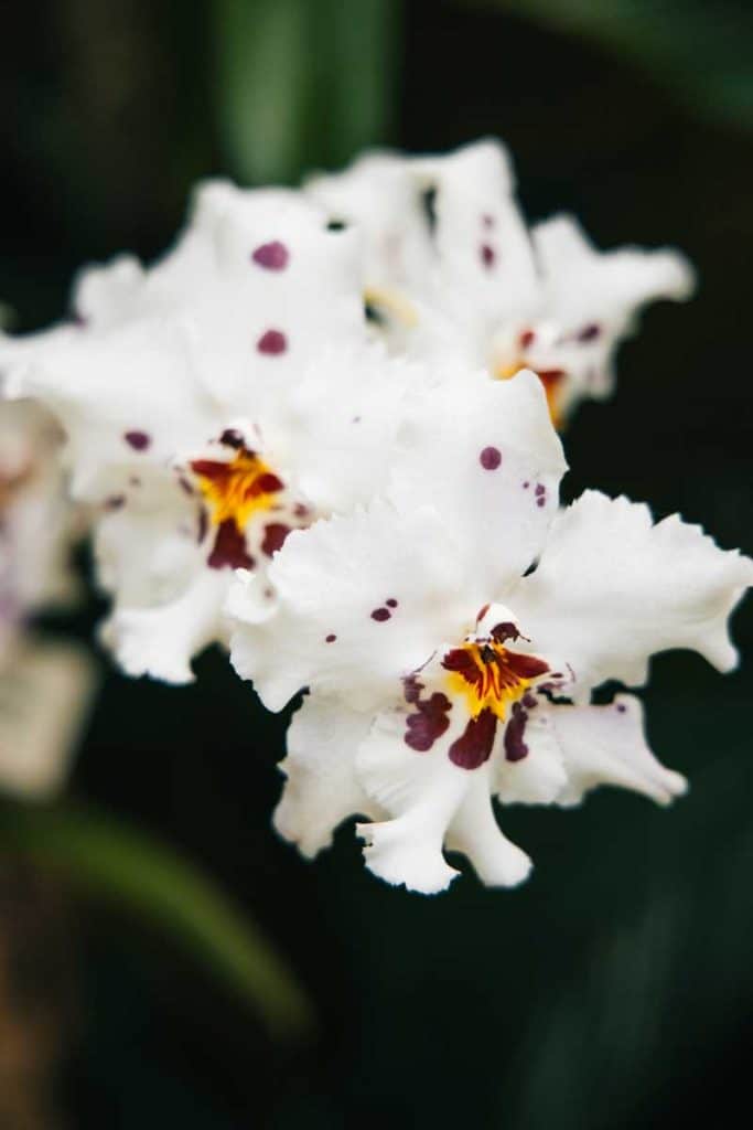 les nombreuses variété l'orchidées visibles à la fondation Éric Young à Jersey. crédit photo : Clara Ferrand - blog Wildroad