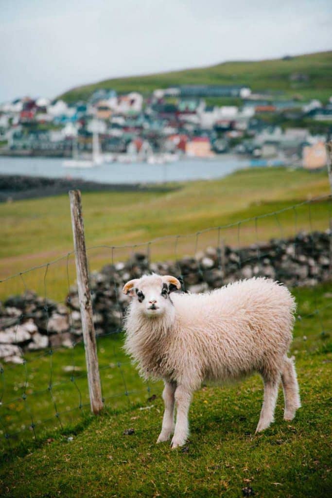 Un mouton panda le long de l'itinéraire de randonnée sur l'île de Nolsoy. credit photo : Clara Ferrand - blog Wildroad
