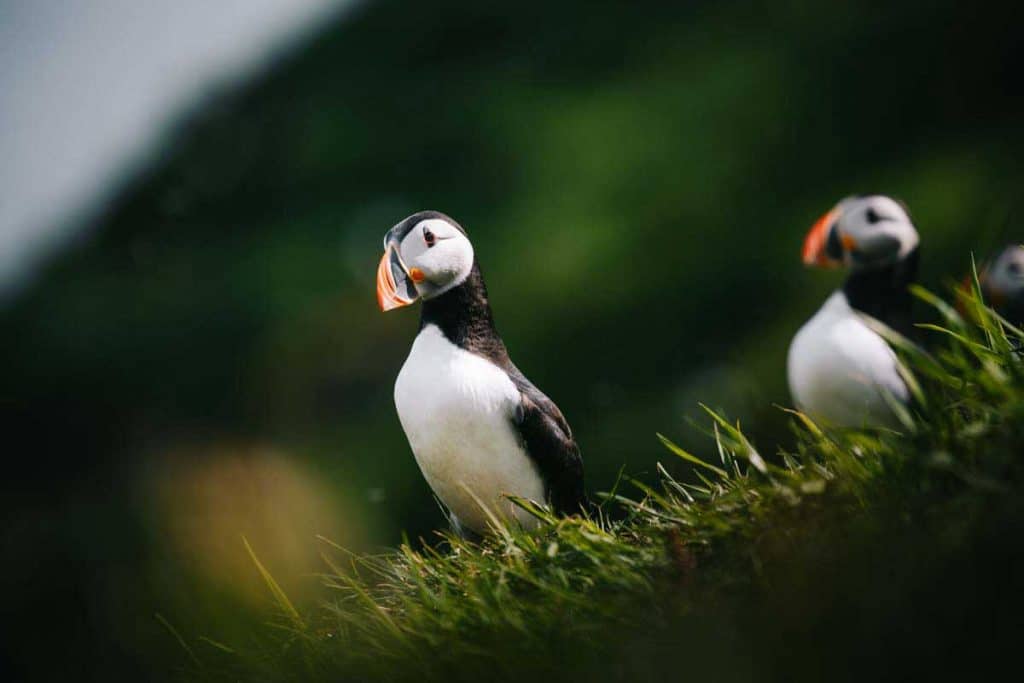 Les couples de puffin qui nichent dans les falaises du phare de Kullar à Kalsoy. credit photo : Clara Ferrand - blog Wildroad