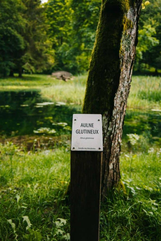 Les arbres remarquable sur le site de Montaigu. crédit photo : Clara Ferrand - blog Wildroad