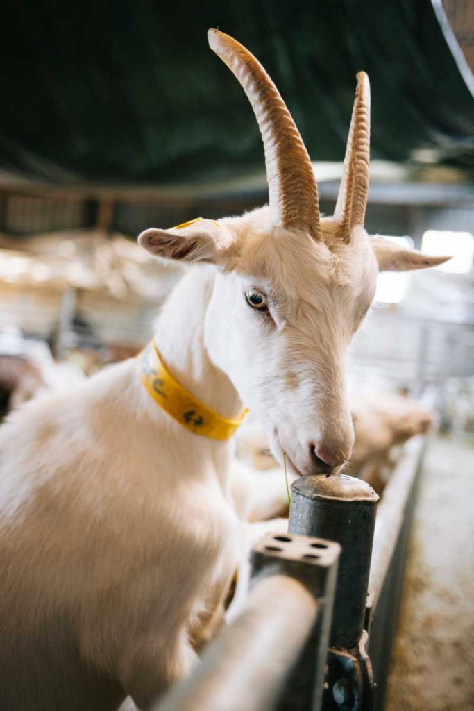 Visite d'une chevrerie à Gousserey , chez Mademoiselle chèvre. crédit photo : Clara Ferrand - blog Wildroad