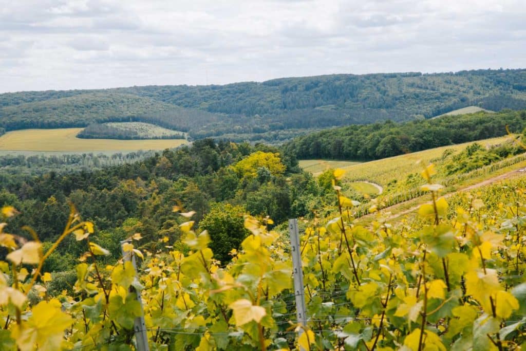 Les coteaux de champagne pendant l'étape de la Cote des Bar. crédit photo : Clara Ferrand - blog Wildroad