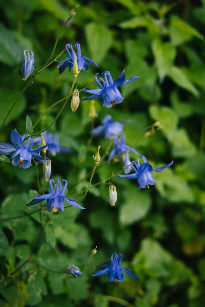 Les fleurs sauvages pendant la randonnée sur le PR1. Crédit Photo : Clara Ferrand - Blog Wildroad