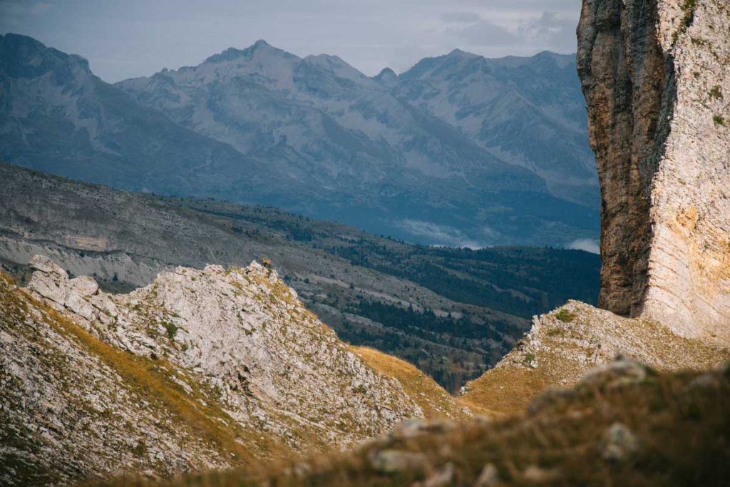 Un chamois sur la crête d'ane dans le Dévoluy. credit photo : Clara Ferrand - blog wildroad