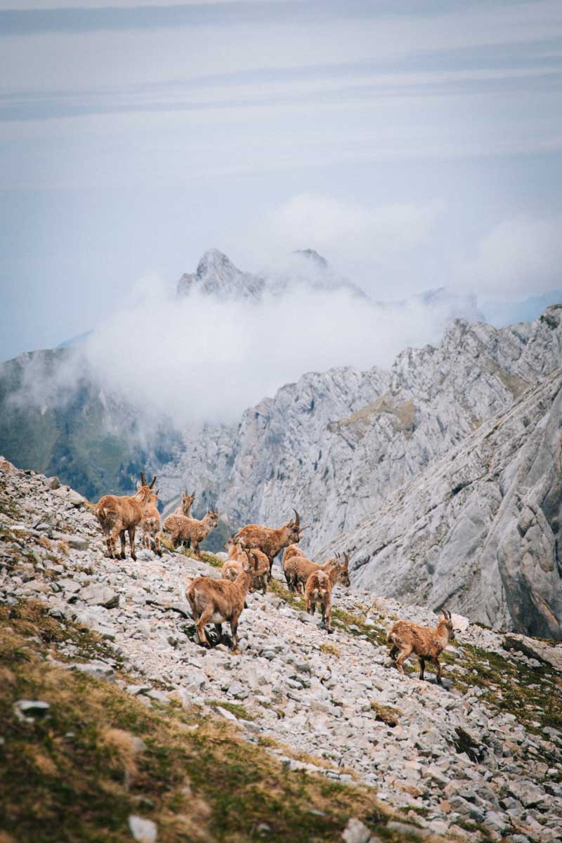Découvrir le Vercors 4 montagne autour de Villard-de-Lans. Crédit photo : Clara Ferrand - blog Wildroad