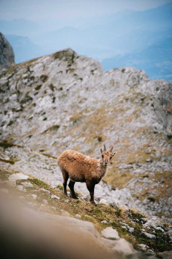 Un bouquetin dans le parc naturel regional du Vercors. crédit photo : Clara Ferrand - blog Wildroad