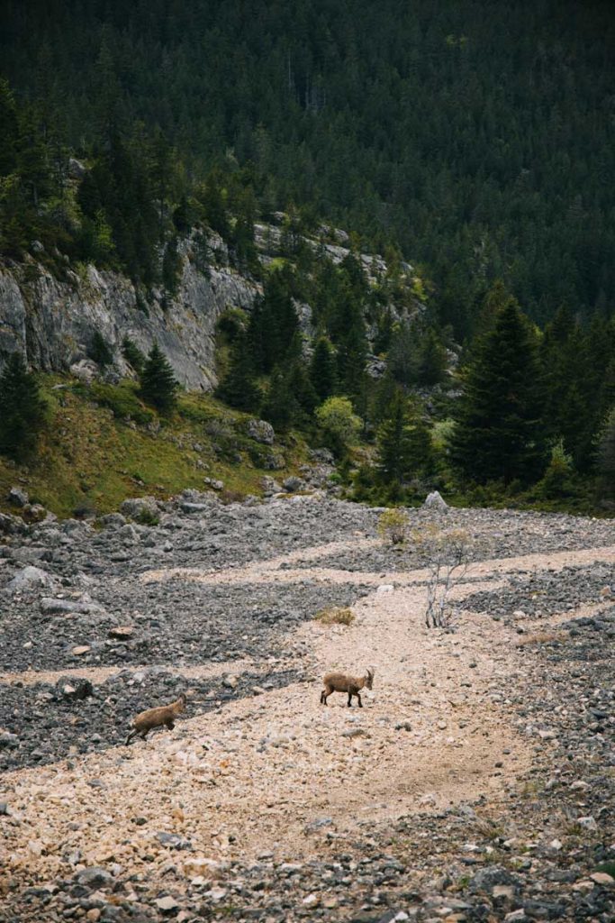 Les bouquetins dans la combe charbonnière, massif du Vercors. crédit photo : Clara Ferrand - blog Wildroad