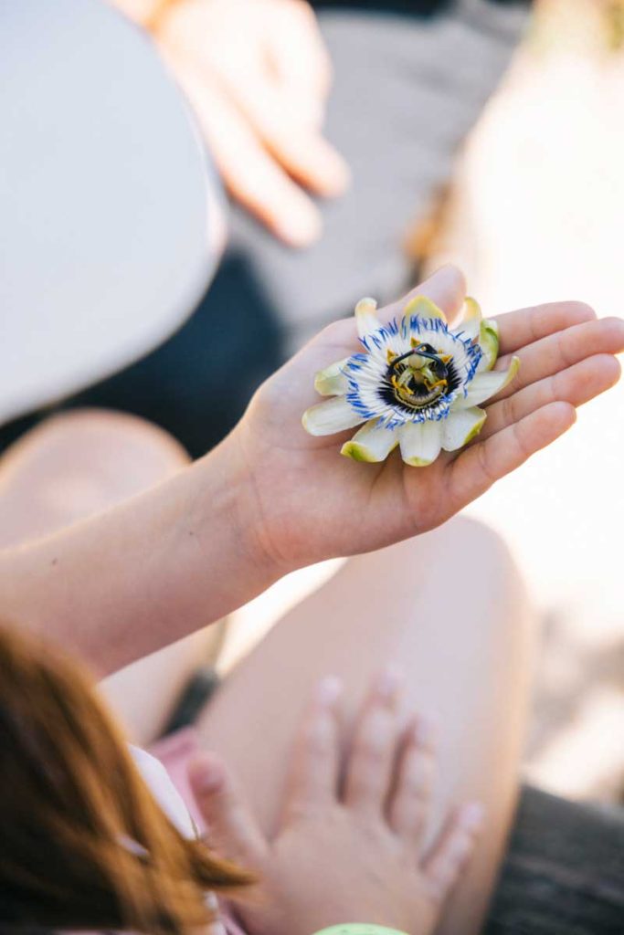 Découvrir les fleur de Sainte-suzanne lors d'une balade sensorielle. Crédit photo : Clara Ferrand - blog Wildroad