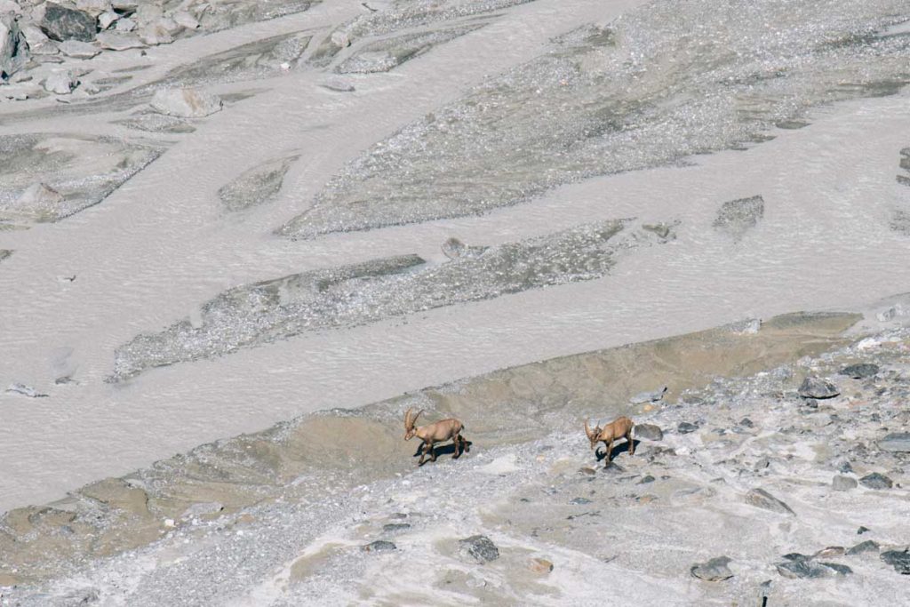les bouquetins au pied du glacier de Gébroulaz. Crédit photo : Clara Ferrand - blog Wildroad