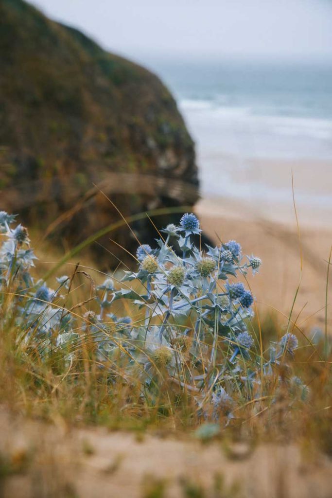 Le chardon bleu espèce endémique de la plage de Lostmarc'h. crédit photo : Clara Ferrand - blog Wildroad
