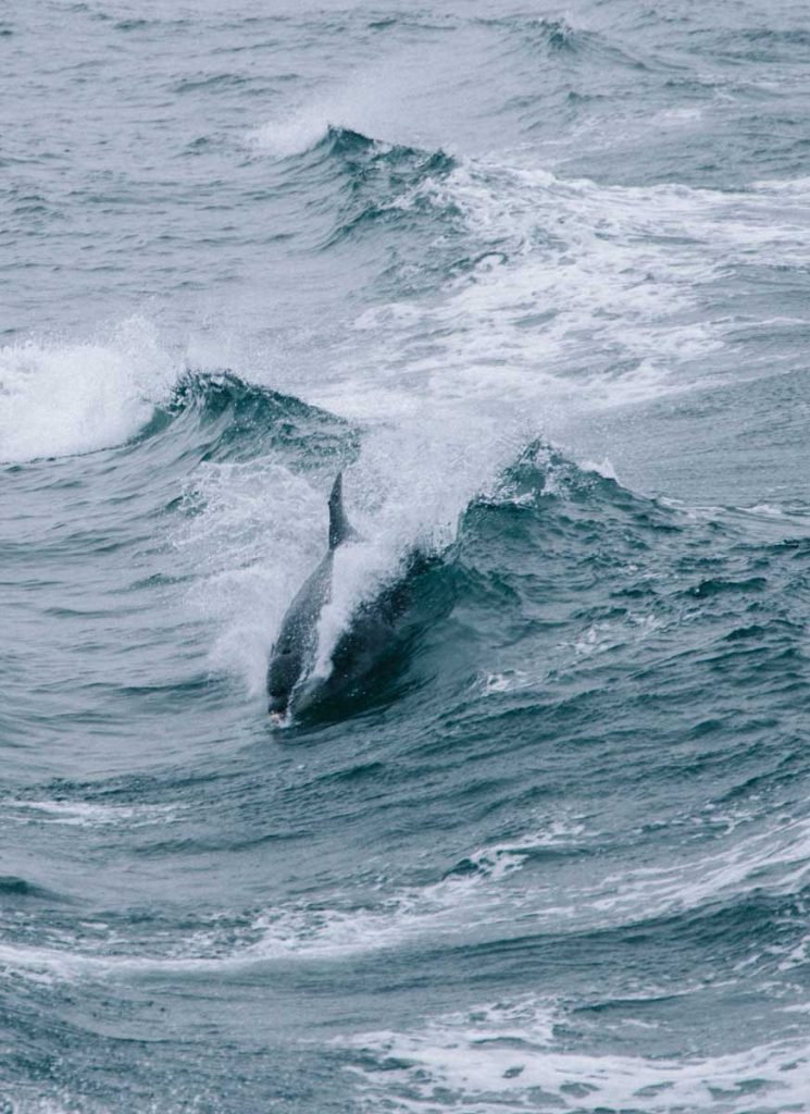 Un dauphin depuis le ferry pour aller sur la presqu'île de Crozon. crédit photo : Clara Ferrand - blog Wildroad