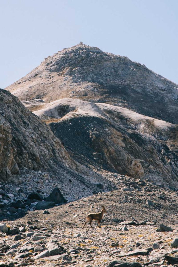 un troupeau d'étagne autour du glacier de Gébroulaz. Crédit photo : Clara Ferrand - blog Wildroad