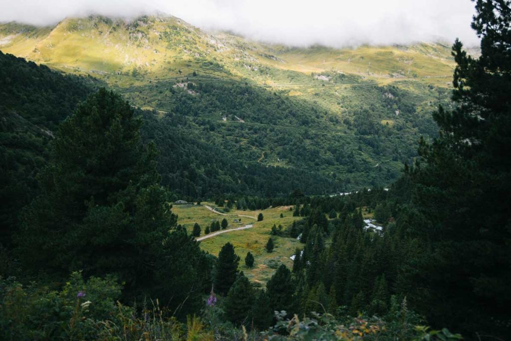 une forêt de pin Cembros à Méribel. Crédit photo : Clara Ferrand - blog Wildroad