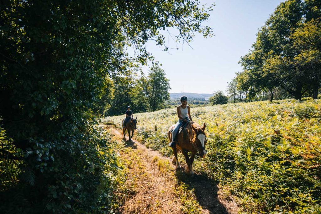 La lande sur la randonnée du Montaigu en Mayenne dans les Coevrons. Crédit photo : Clara Ferrand - blog Wildroad