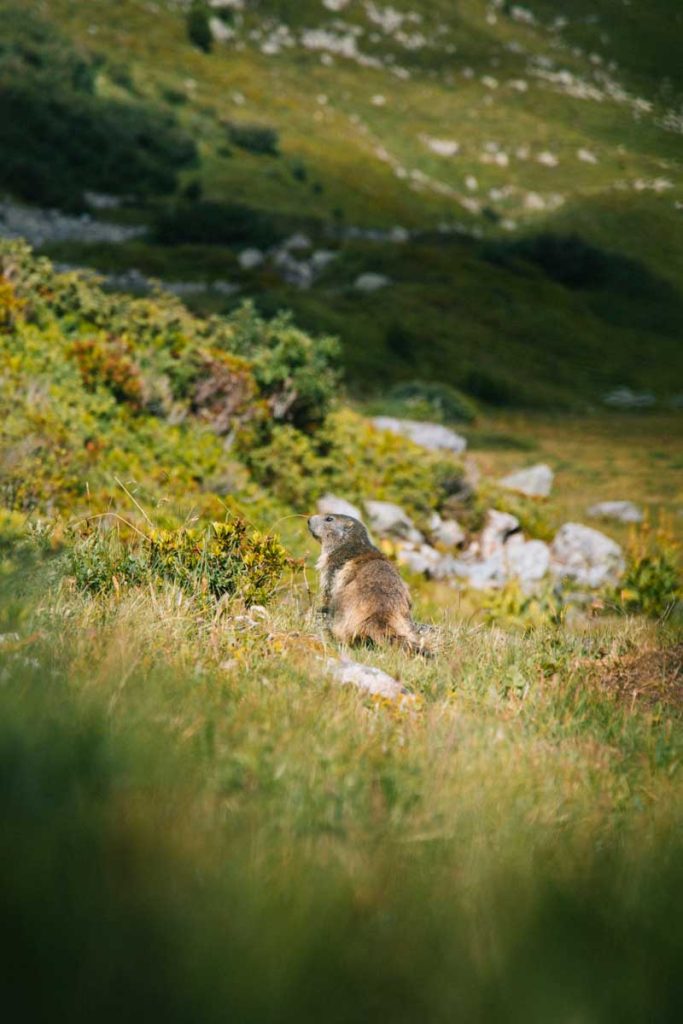 Une marmotte dans le vallon du fruit en rando. Crédit photo : Clara Ferrand - blog Wildroad