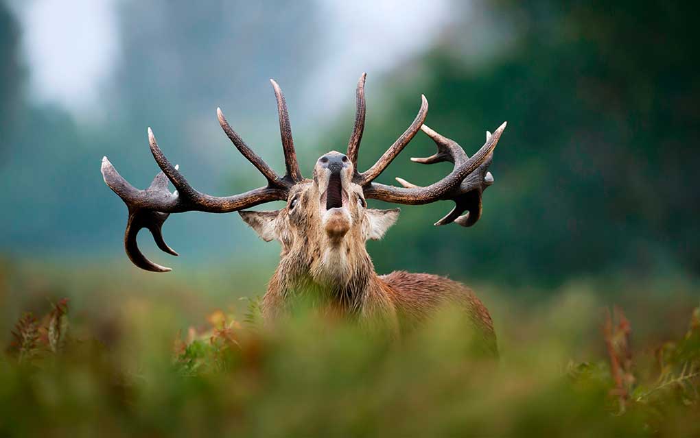 brame du cerf domaine des grottesdehan