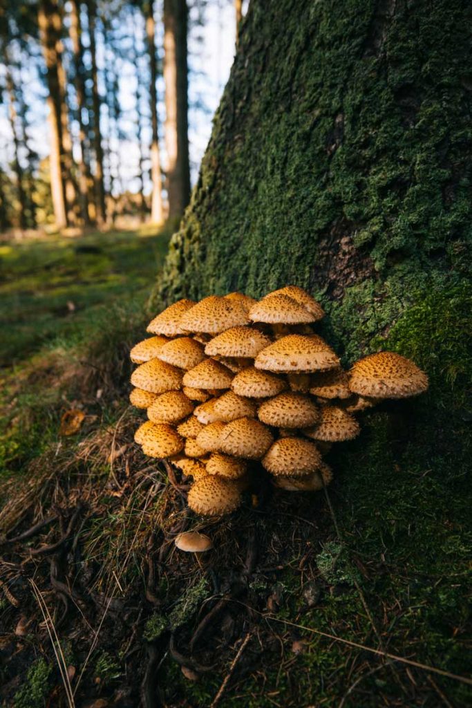 Champignons de la forêt ardennaise sur le plateau des Tailles. crédit photo : Clara Ferrand - blog Wildroad