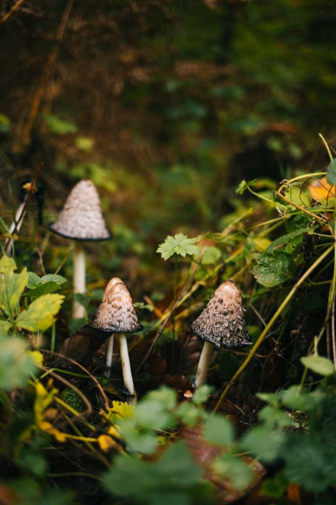 Des coprins chevelus espèce de champignon européens reconnaissable et comestibles. crédit photo : Clara Ferrand - blog Wildroad