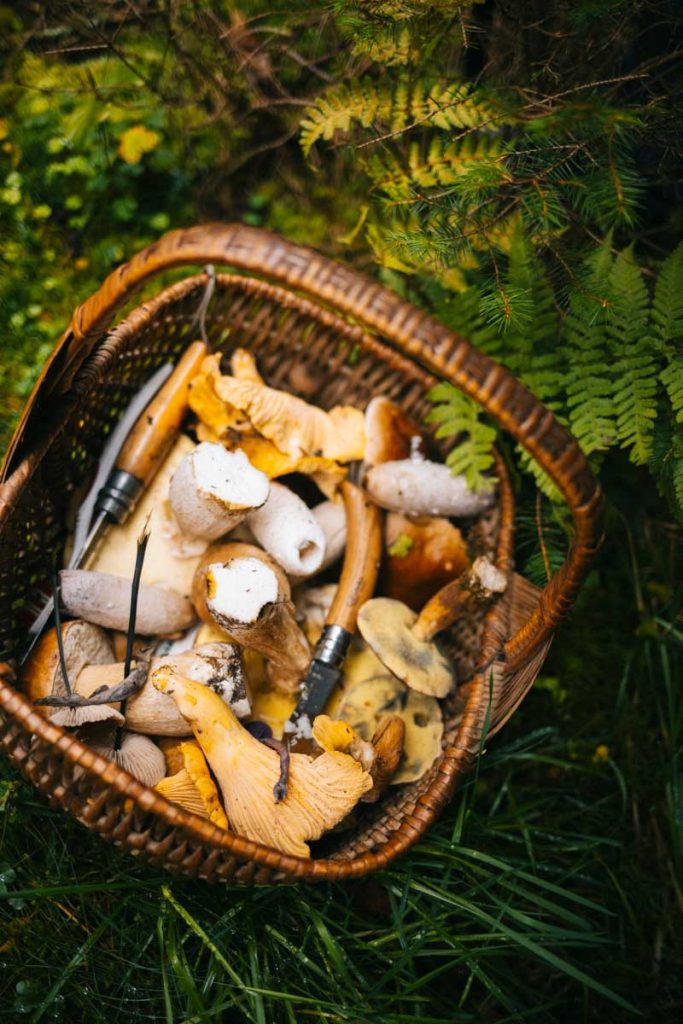 Initiation à la cueillette de champignons en Belgique coté Wallonie. crédit photo : Clara Ferrand - blog Wildroad