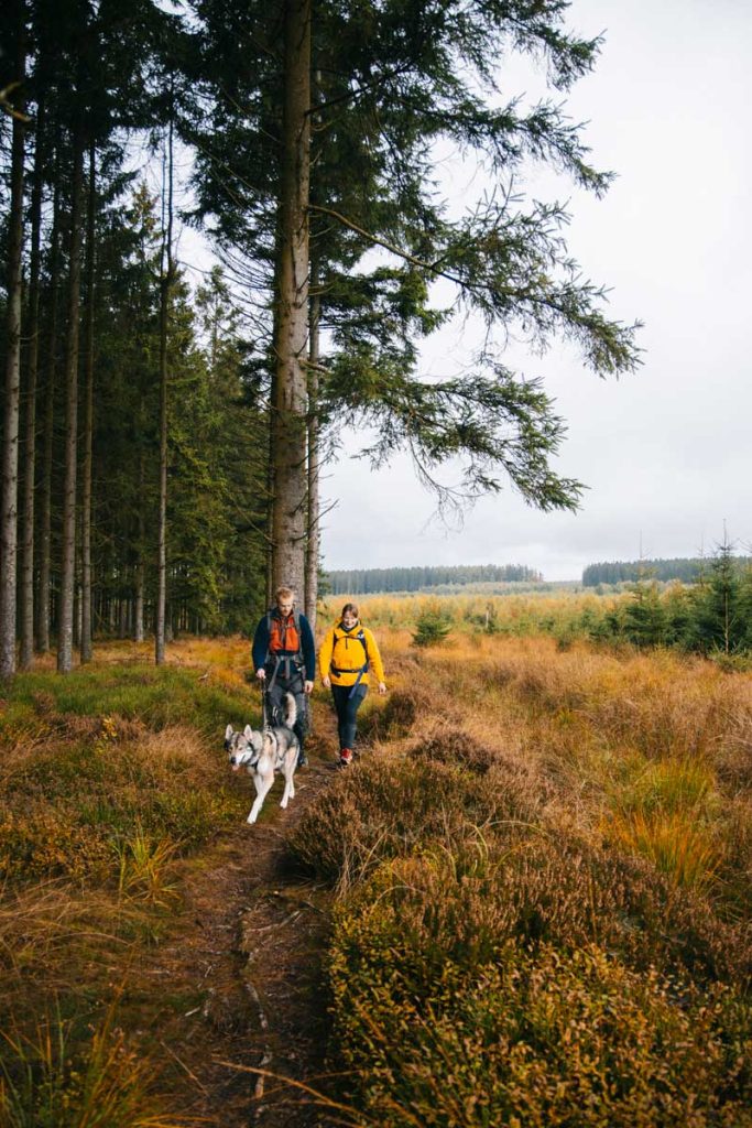 À la découverte de la forêt ardennaise : le tour des Fagnes d'Odeigne. crédit photo : Clara Ferrand - blog Wildroad