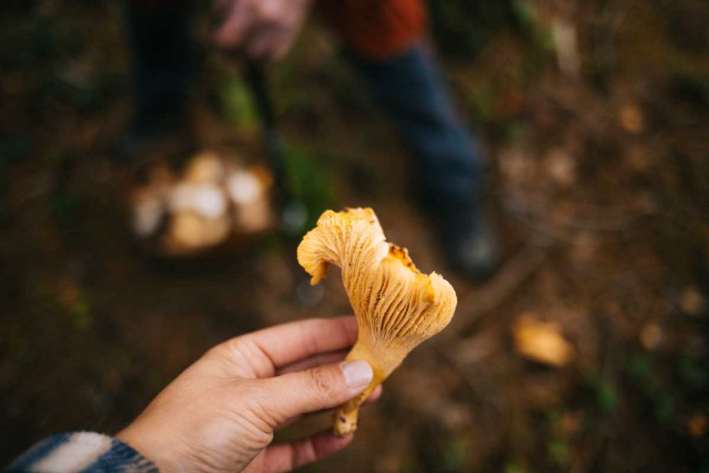 une belle Girolle ramassée lors d'une cueillette de champignon avec guide wallon. crédit photo : Clara Ferrand - blog Wildroad