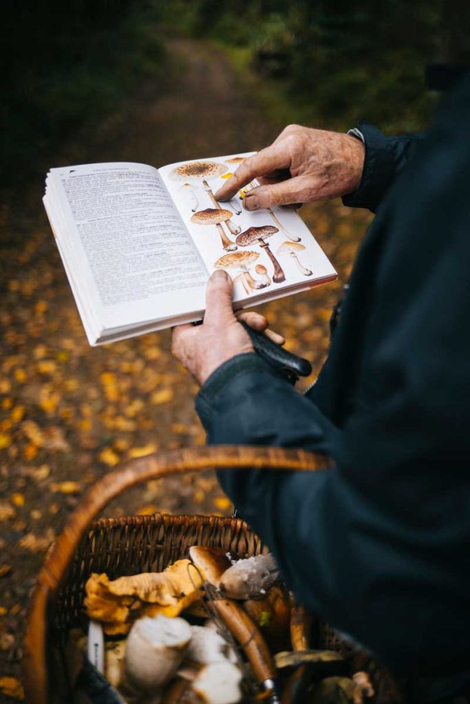 Sortie avec un guide pour faire une cueillette de champignon en Wallonie à l'automne. crédit photo : Clara Ferrand - blog Wildroad