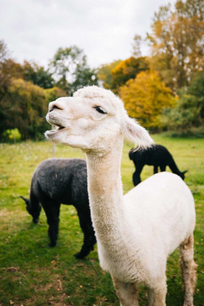 les lamas dans le parc de l'Indrani lodge. crédit photo : Clara Ferrand - Wildroad