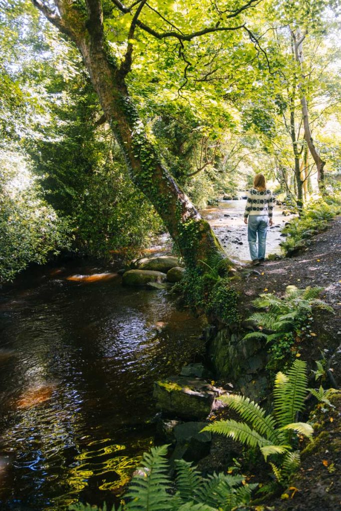 Visiter kilbroney park et randonnee sur le Narnia Trail. crédit photo : Clara Ferrand - blog Wildroad